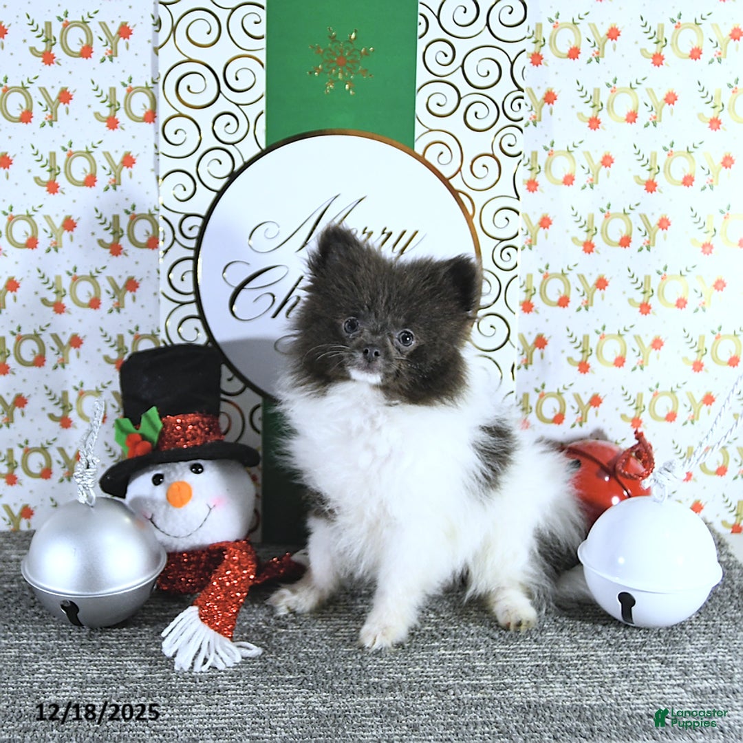 Pomeranian dogs for sale: Lana - Ad 9