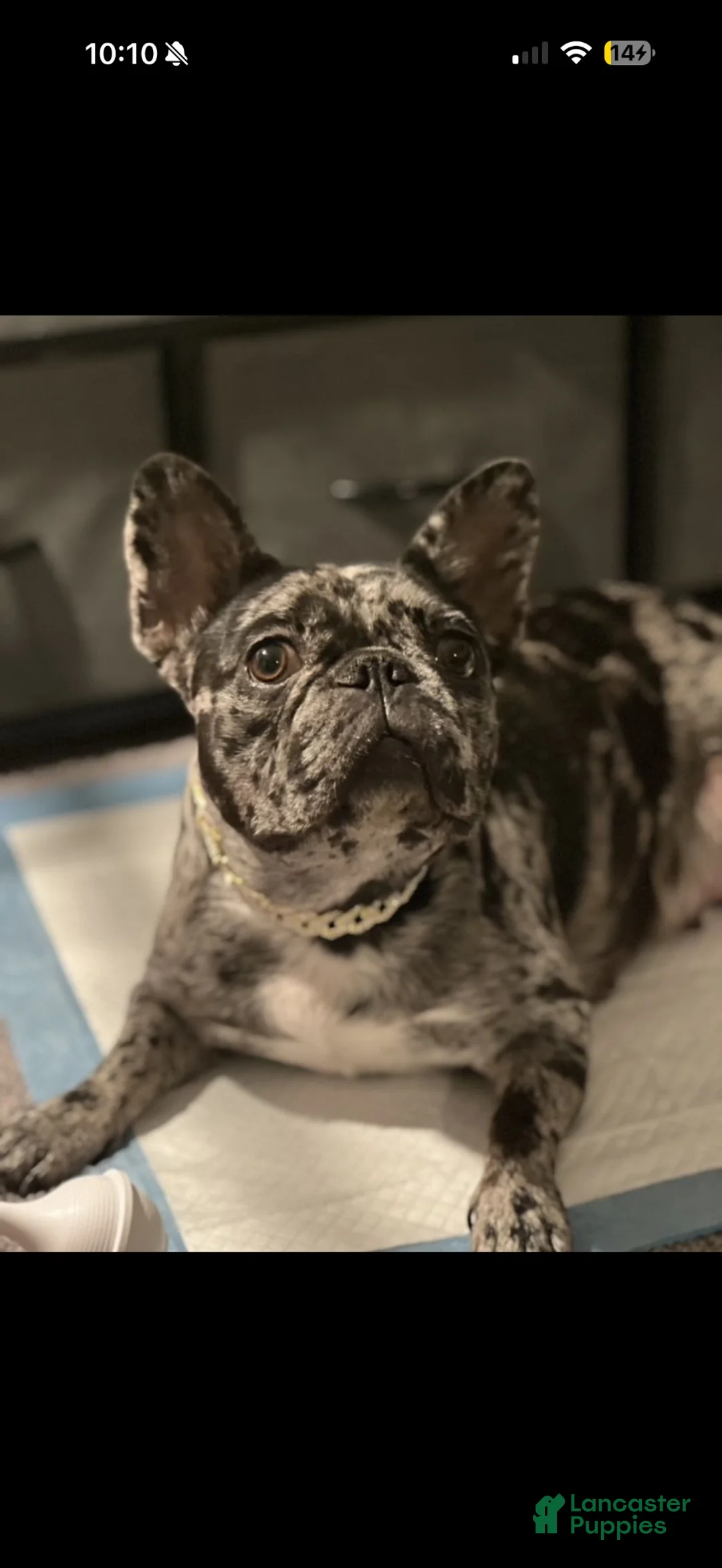 French Bulldog dogs for sale: French Bulldog 4 - Ad 2