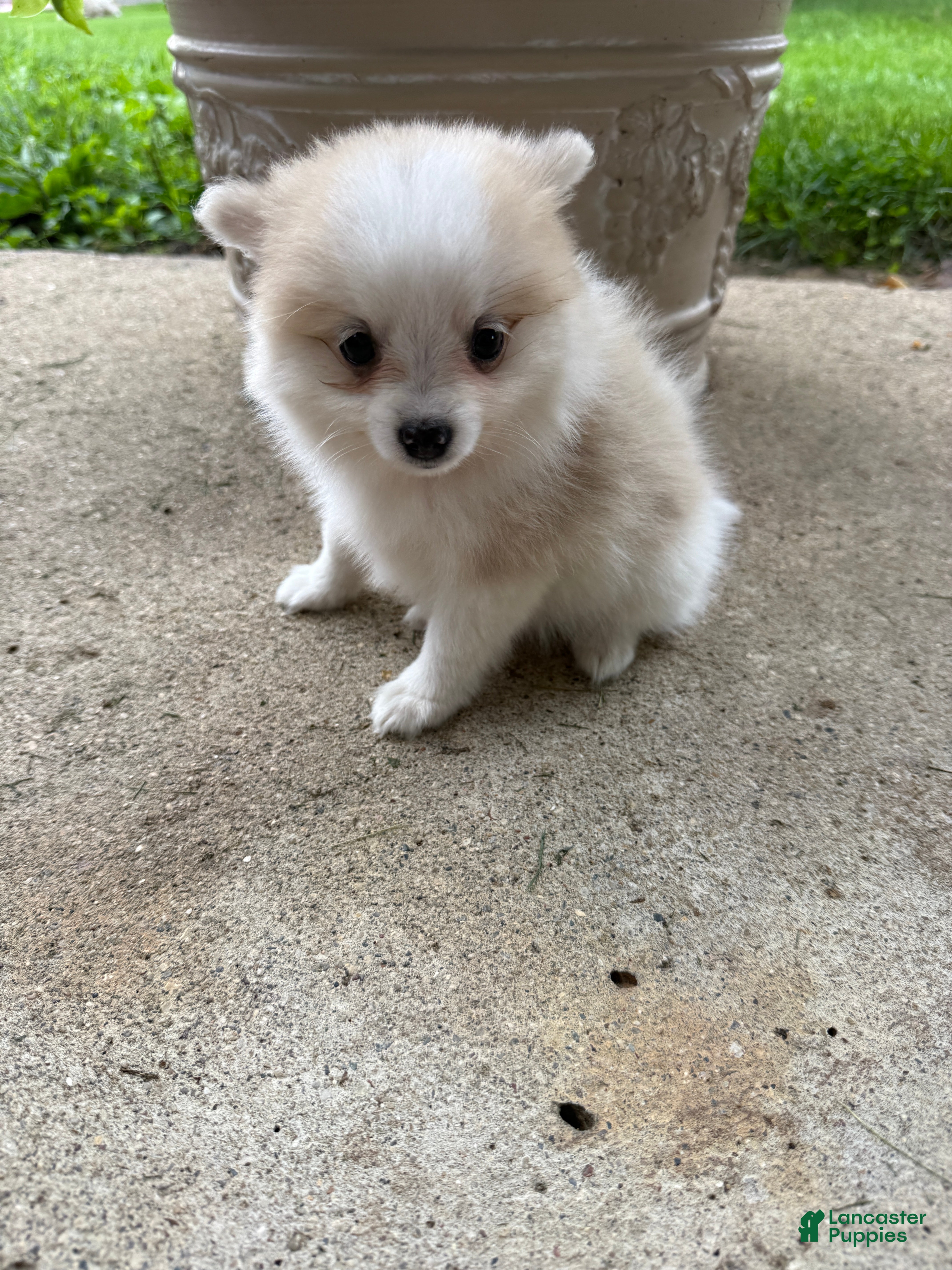 Pomeranian dogs Rachelle - Ad 1