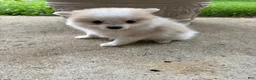 Pomeranian dogs for sale: Rachelle - Ad 6