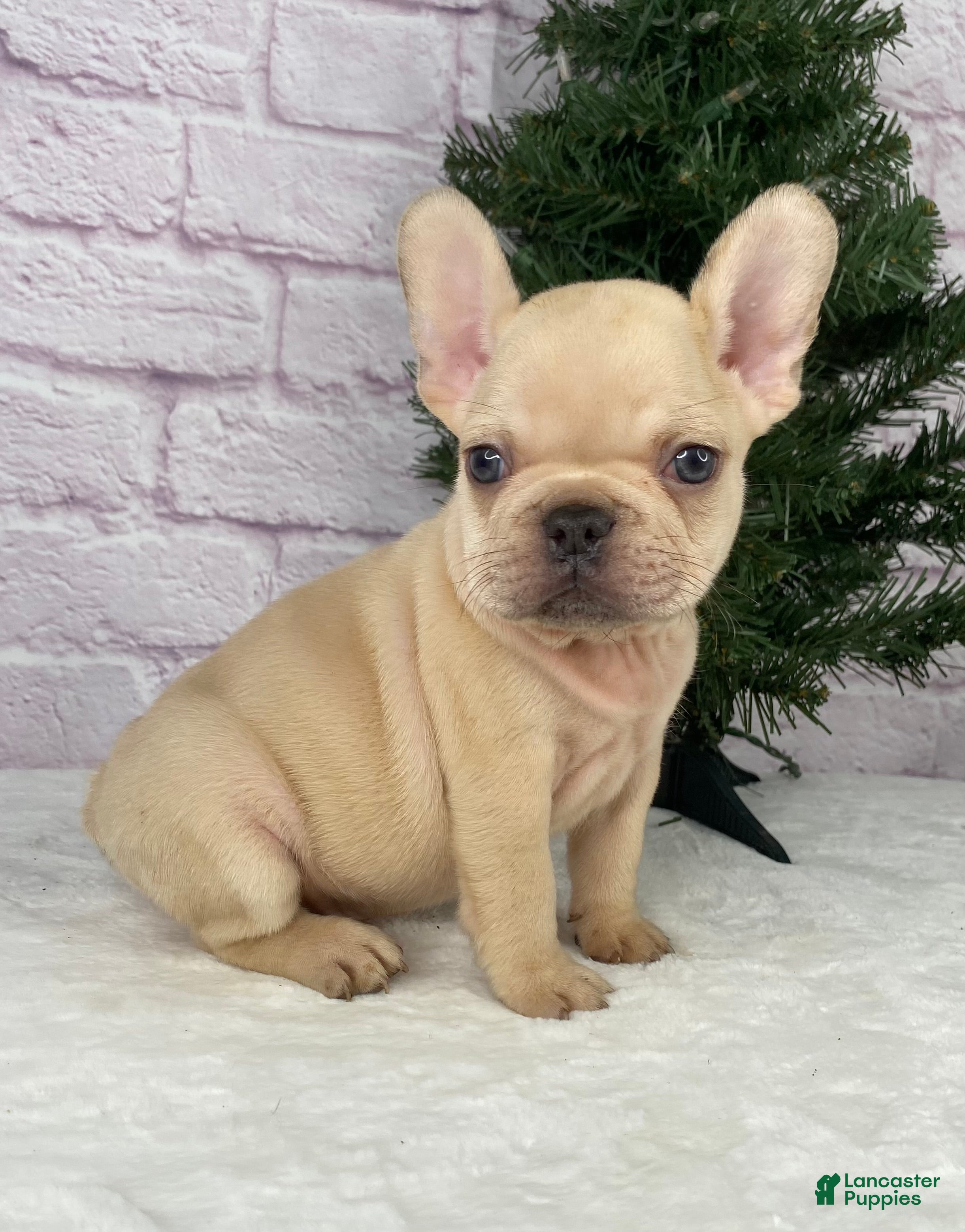 French Bulldog dogs Skyler - Ad 7
