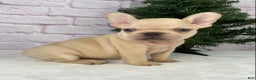French Bulldog dogs for sale: Skyler - Ad 1