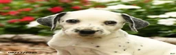 Dalmatian dogs for sale: Patches - Ad 3