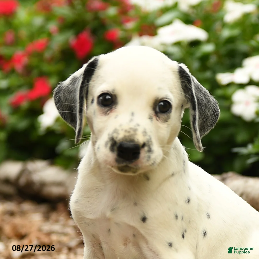 Dalmatian dogs for sale: Patches - Ad 3