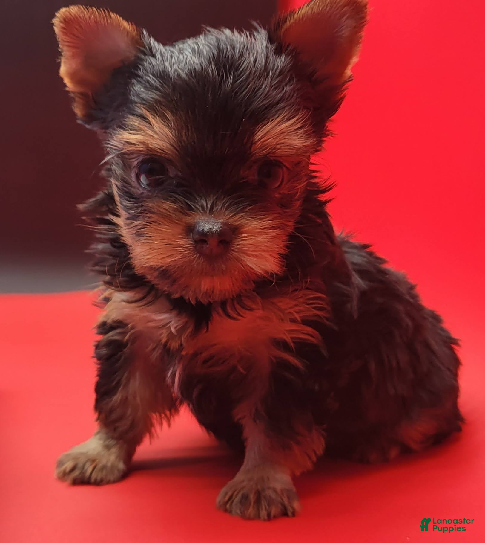 Yorkshire Terrier dogs Yorkshire Terrier 2 - Ad 2
