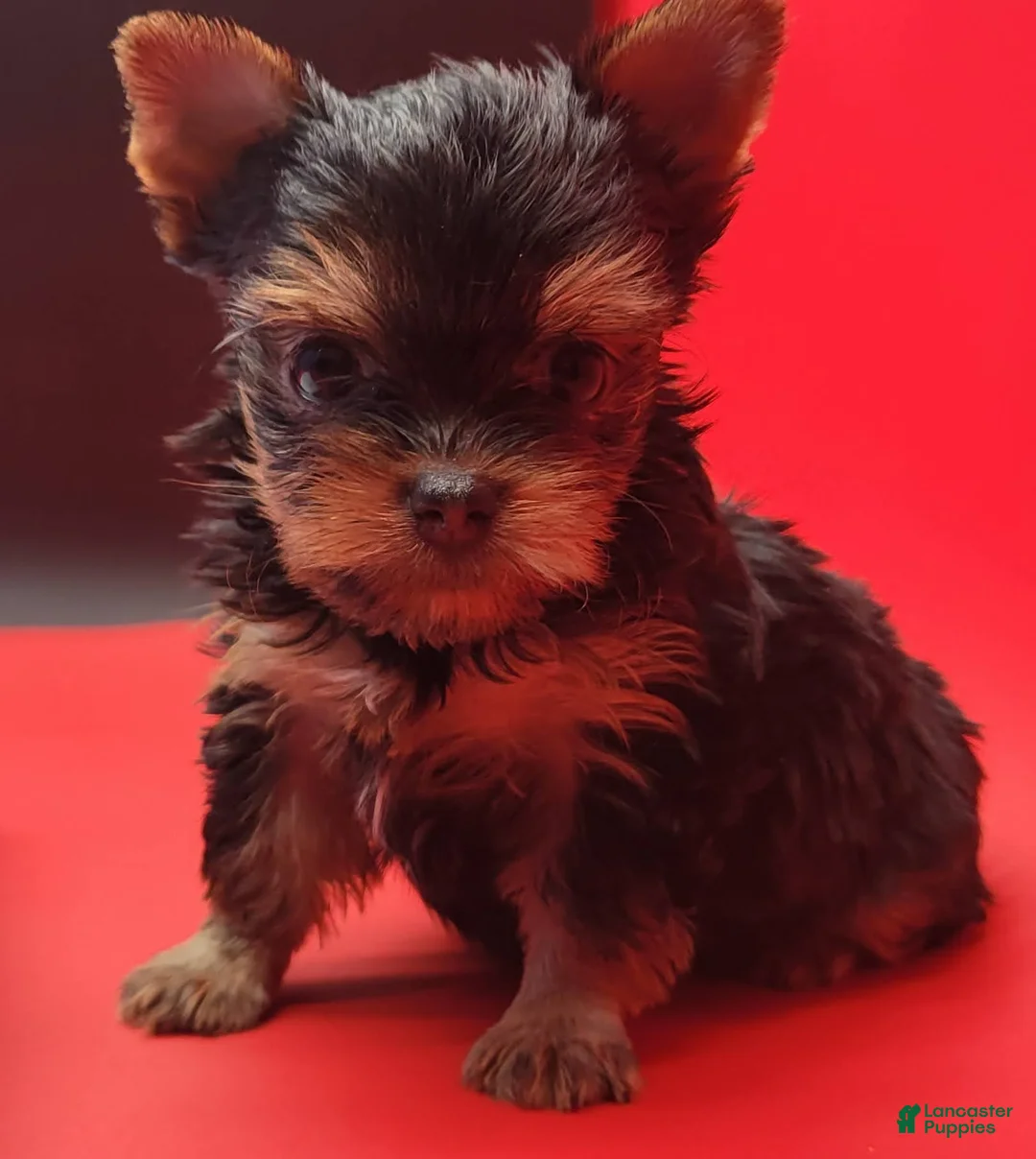 Yorkshire Terrier dogs for sale: Yorkshire Terrier 2 - Ad 2