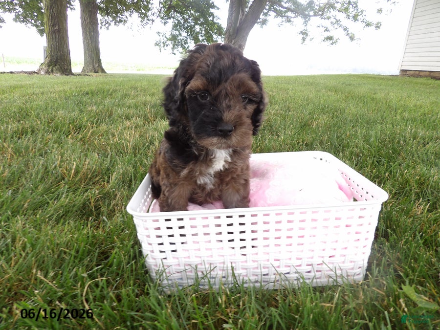 Cockapoo dogs Rosy - Ad 1