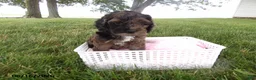 Cockapoo dogs for sale: Rosy - Ad 1