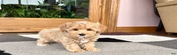 Havapoo dogs for sale: Havapoo Puppy 1 - Ad 11