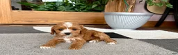 Cavapoo dogs for sale: Cavapoo female pup 2 - Ad 2