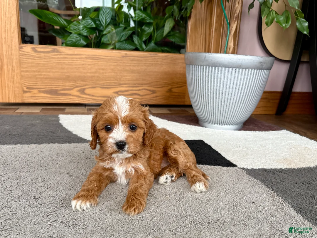 Cavapoo dogs for sale: Cavapoo female pup 2 - Ad 2