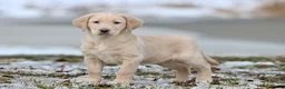 Labrador Retriever dogs for sale: Sprite - Ad 4