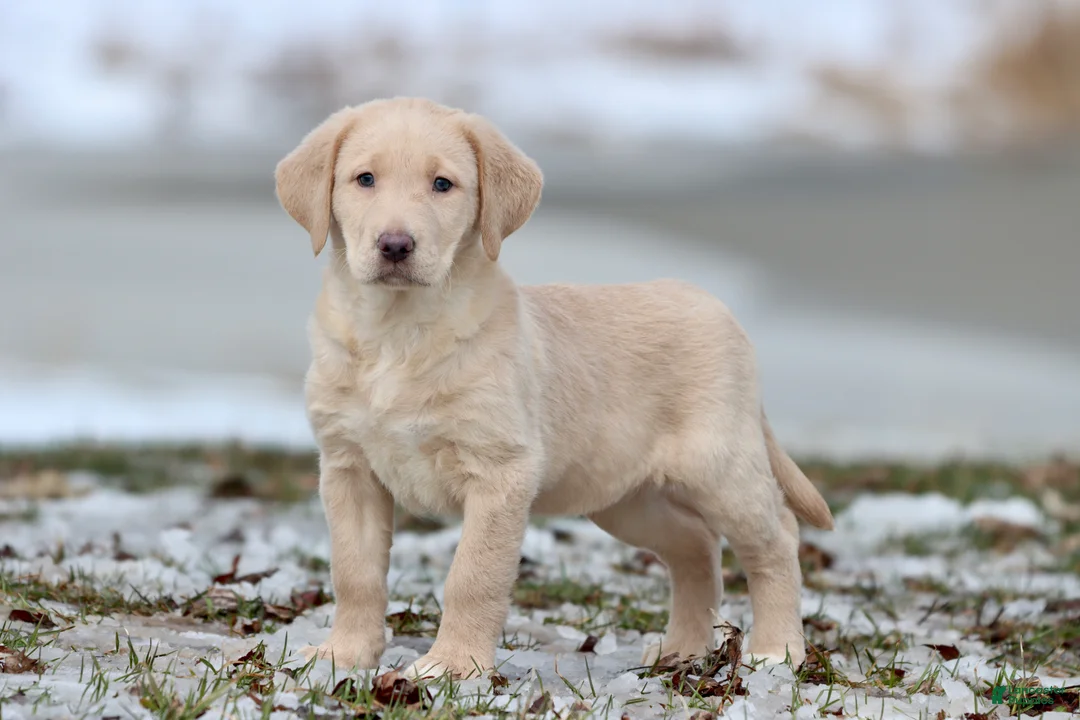 Labrador Retriever dogs for sale: Sprite - Ad 4