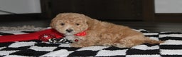 Bichpoo dogs for sale: Sammy - Ad 5