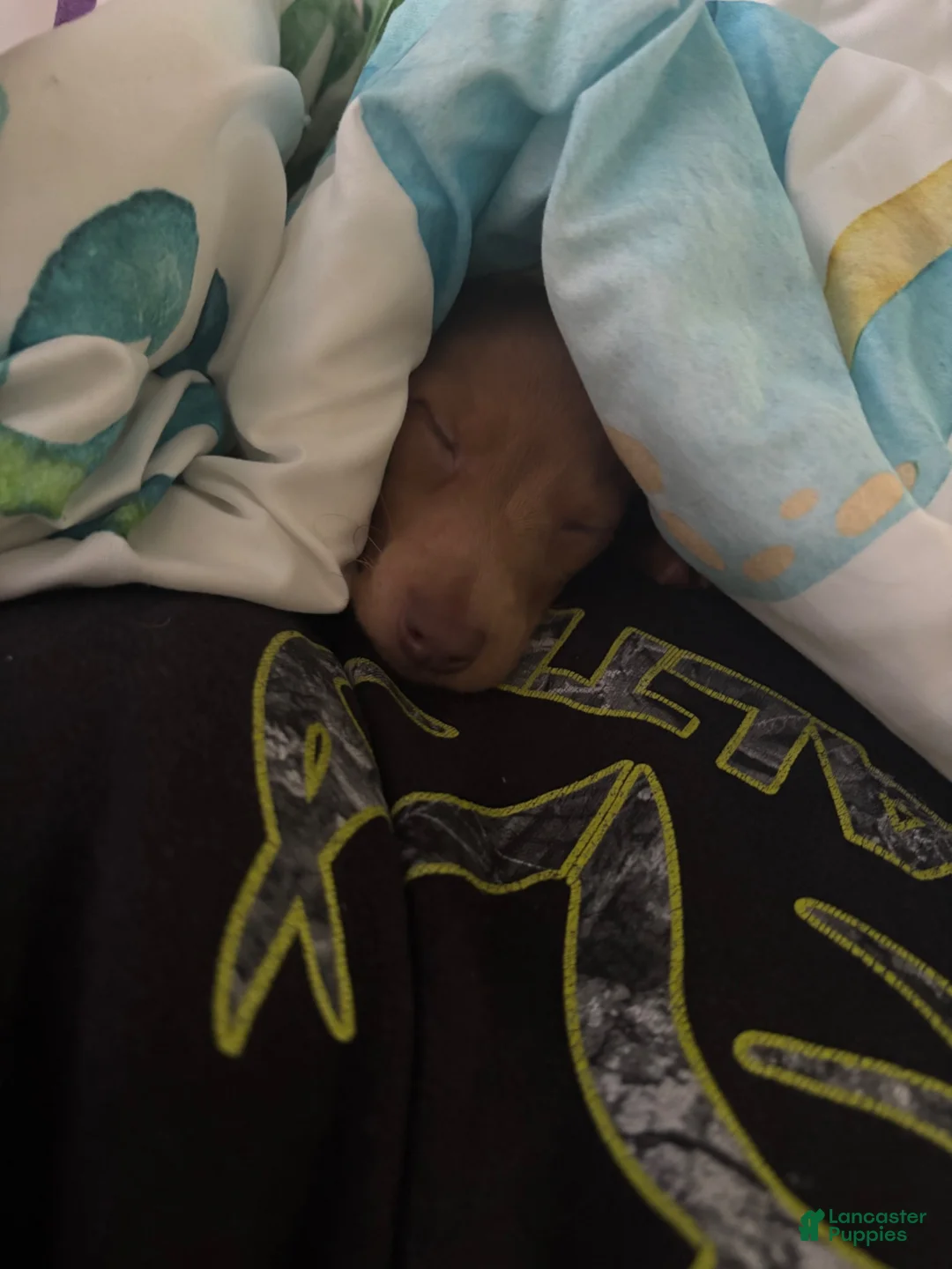 Dachshund dogs for sale: Dachshund/Reese - Ad 2