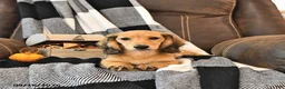 Miniature Dachshund dogs for sale: Willow - Ad 4