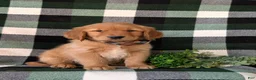 Golden Retriever dogs for sale: Coleman - Ad 3