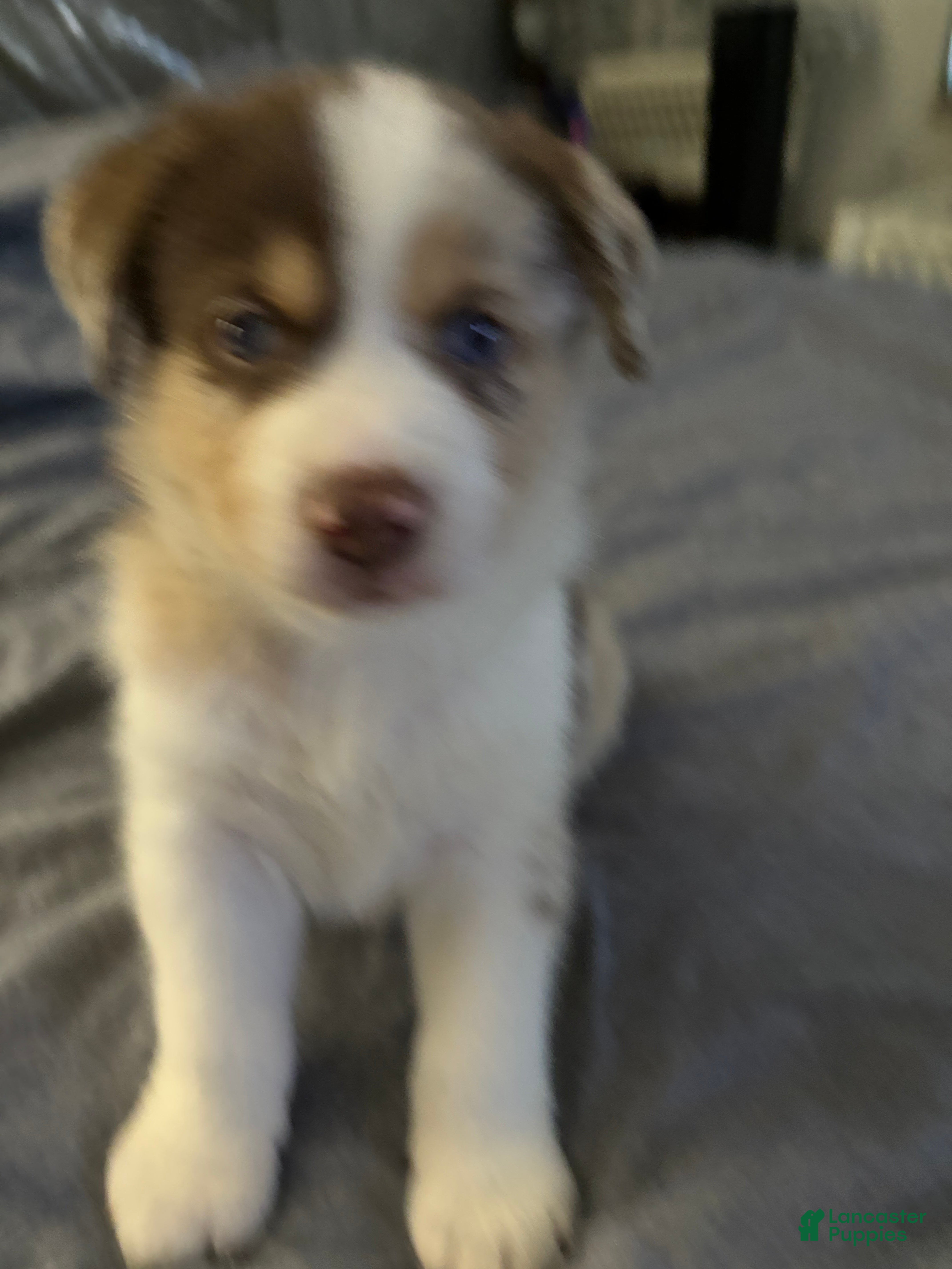 Mixed Breed dogs Mixed Breed Puppy 1 - Ad 30