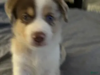 Mixed Breed dogs Mixed Breed Puppy 1 - Ad 30