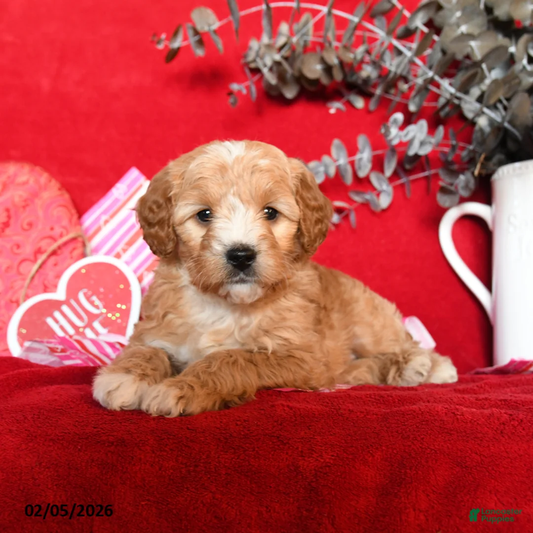 Yorkiepoo dogs for sale: Camelot - Ad 3