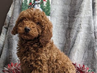 Miniature Poodle dogs Jingles - Ad 35