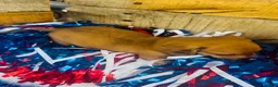 Miniature Dachshund dogs for sale: Jack Daniels - Ad 12