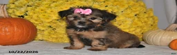 Shorkie dogs for sale: Vonnie - Ad 4