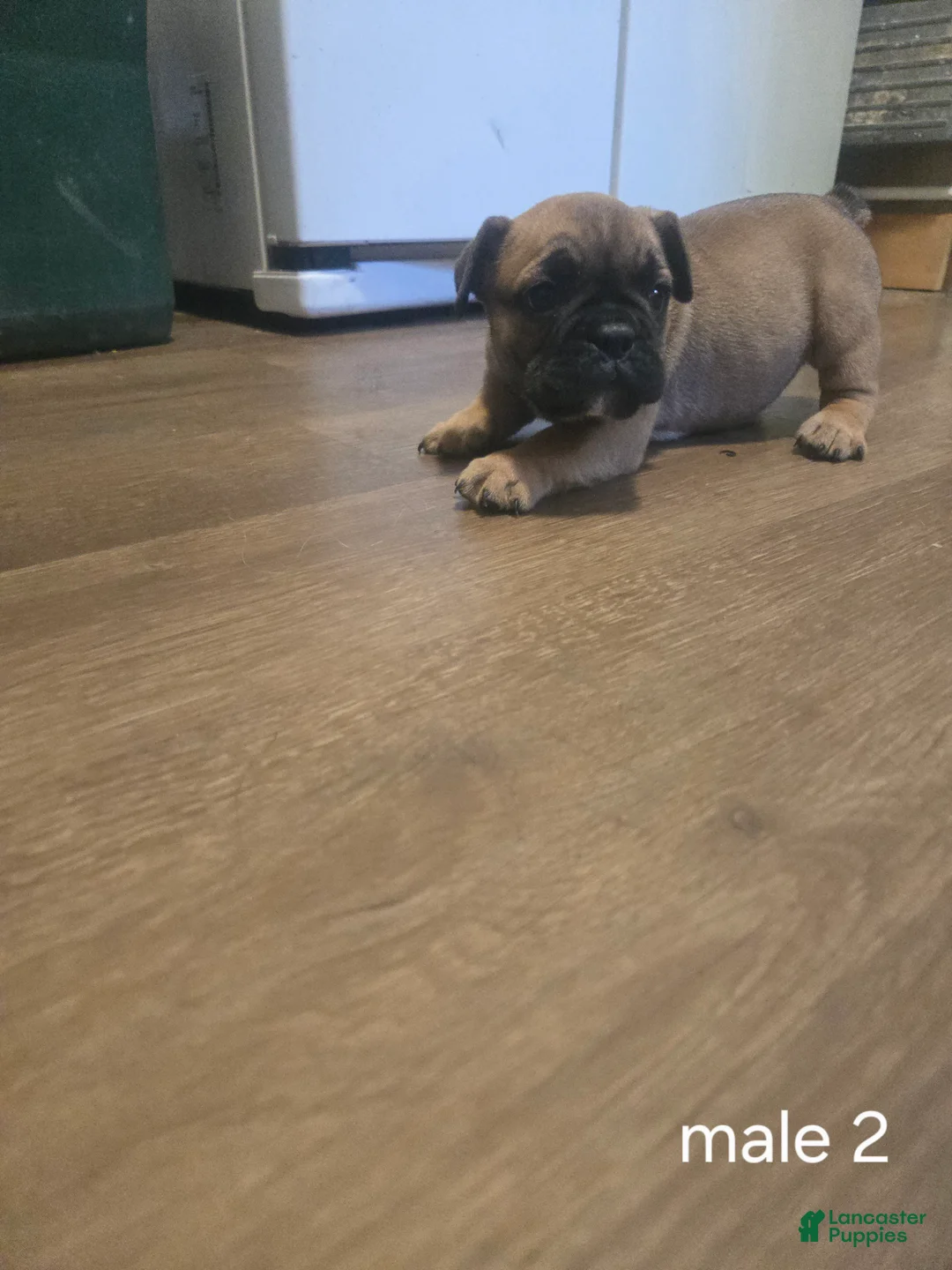 English Bulldog dogs for sale: English Bulldog 2 - Ad 2