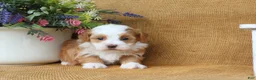 Havanese dogs for sale: Hallie - Ad 6