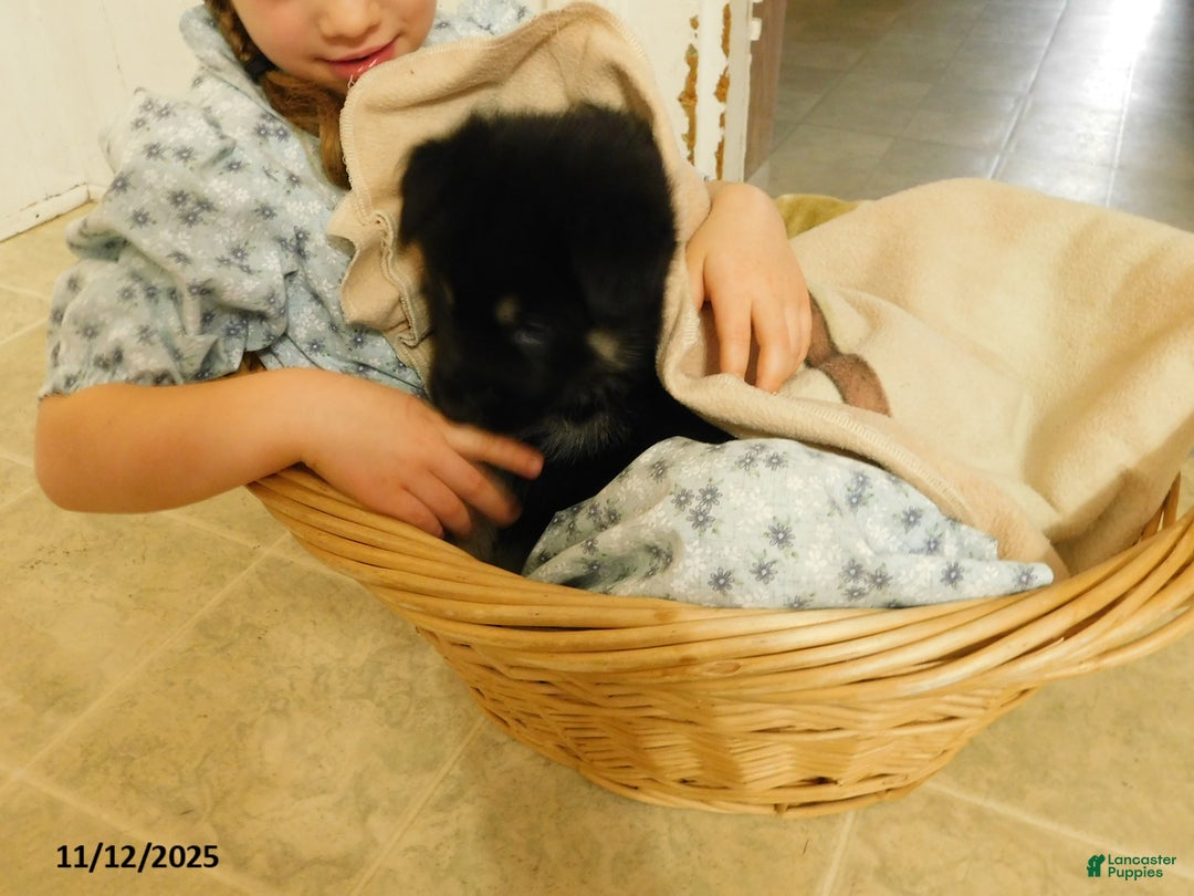 German Shepherd dogs for sale: Hershey - Ad 4