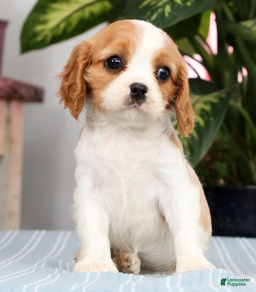 Cavalier King Charles Spaniel dogs for sale: Piper - Ad 2