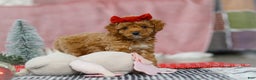 Miniature Poodle dogs for sale: Nova - Ad 6