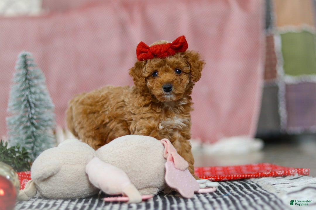 Miniature Poodle dogs for sale: Nova - Ad 6