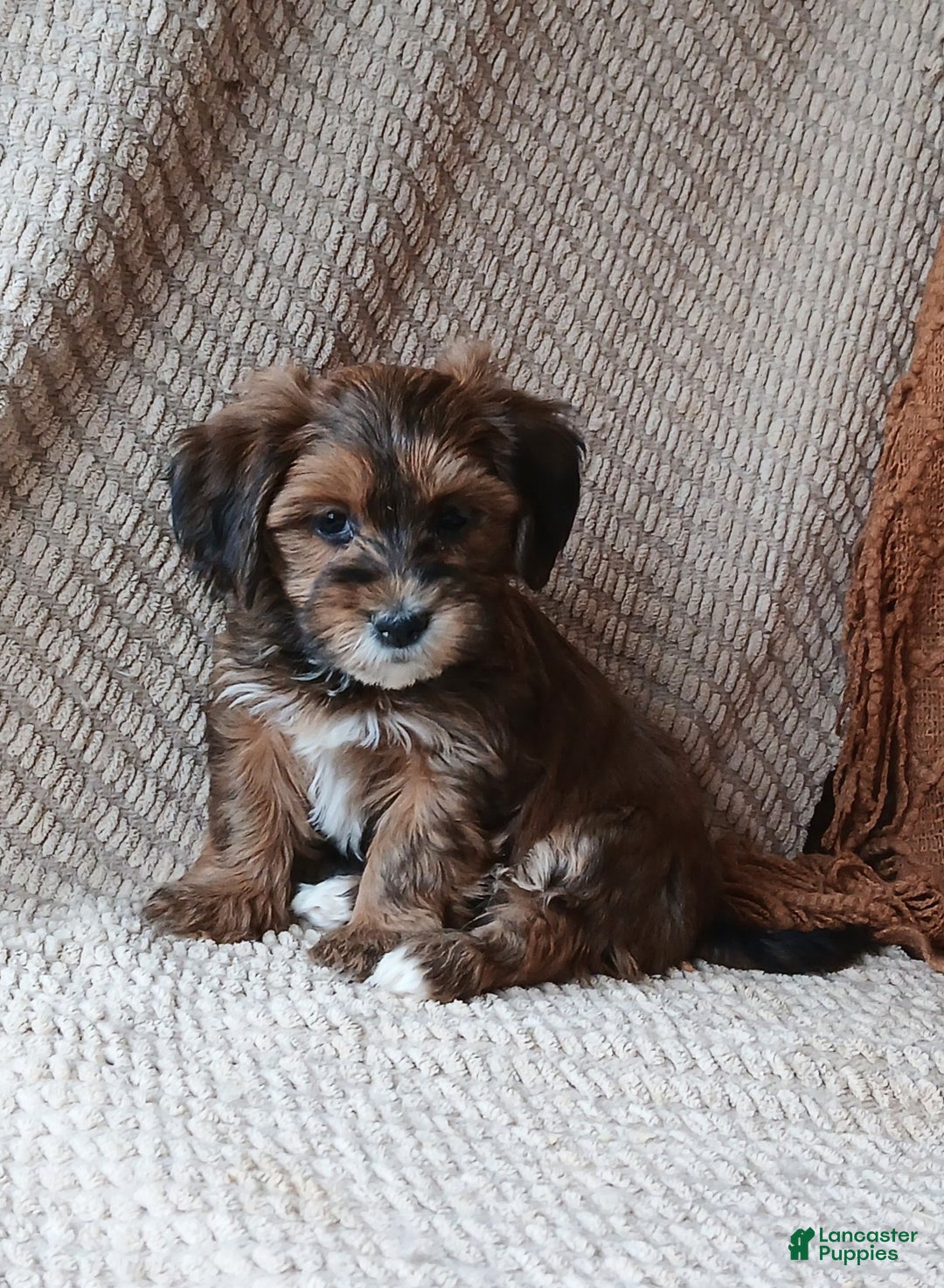 Havanese dogs for sale: Autumn  - Ad 7