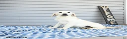 Goldador dogs for sale: Kenya - Ad 4