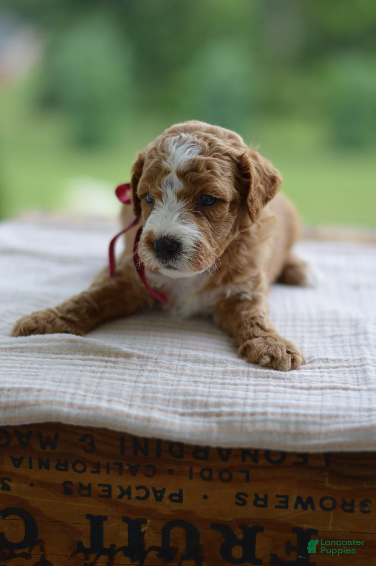 Mini Goldendoodle dogs July - Ad 2