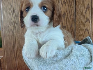 Cavalier King Charles Spaniel dogs Buster - Ad 41