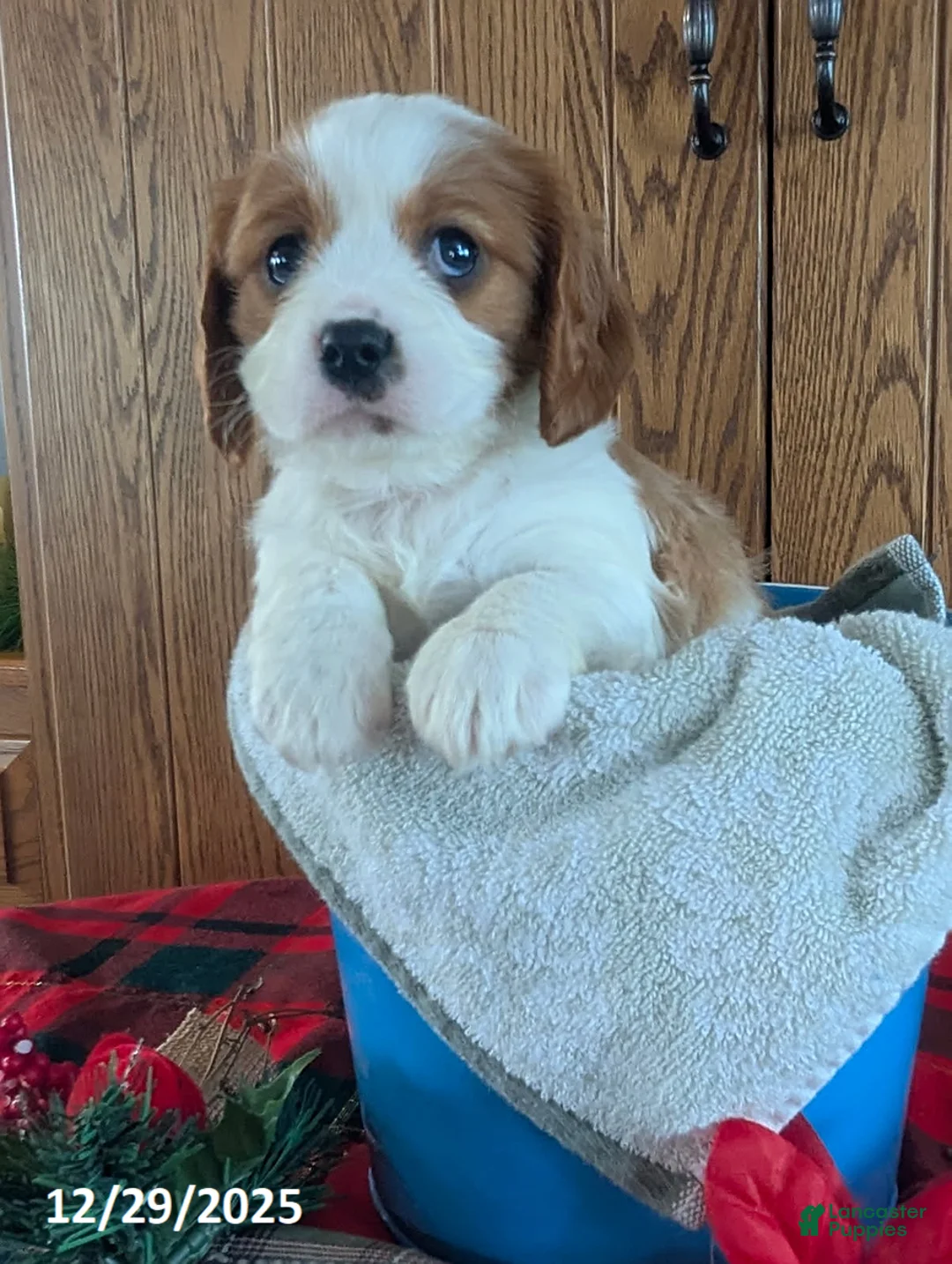 Cavalier King Charles Spaniel dogs for sale: Buster - Ad 1