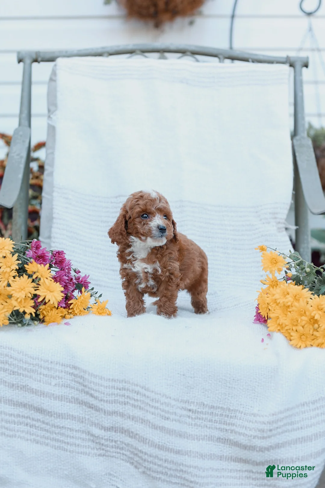 Cockapoo dogs for sale: Carter - Ad 18