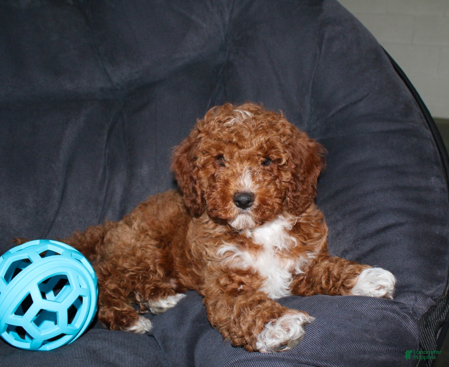 Cavapoo dogs Murphy - Ad 1