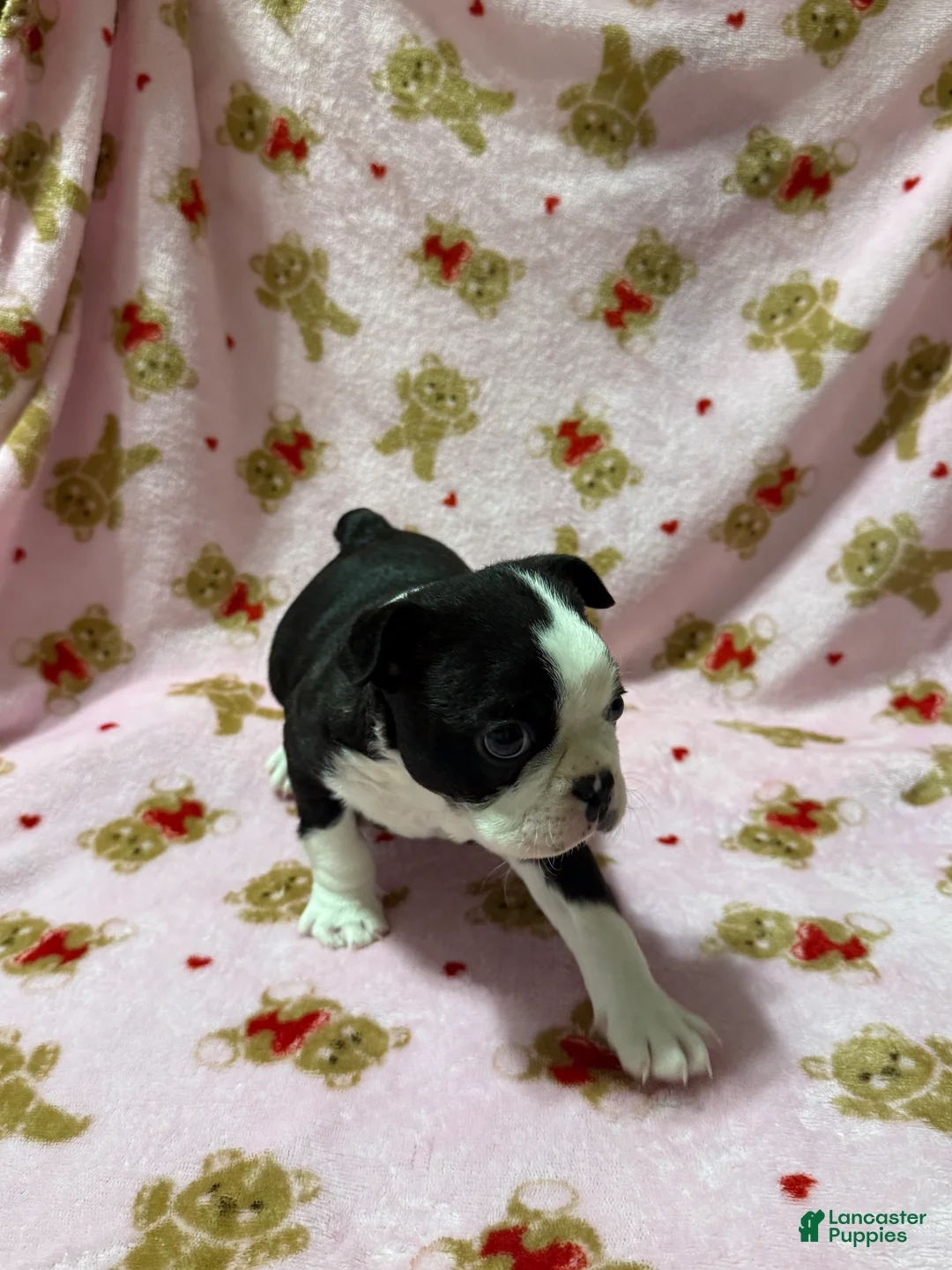 Boston Terrier dogs for sale: Blue - Ad 3