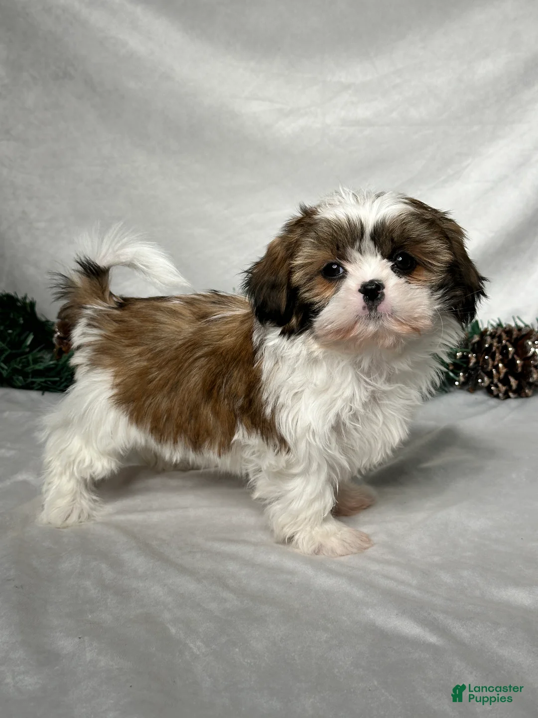 Shih Tzu dogs for sale: Luna - Ad 5