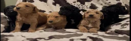 Goldendoodle dogs for sale: Lily - Ad 6