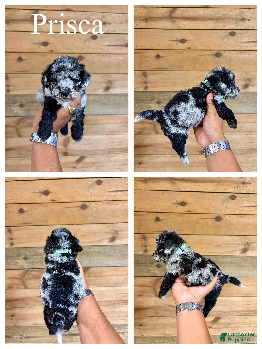 Mini Goldendoodle dogs for sale: Prisca- Micro mini - Ad 1