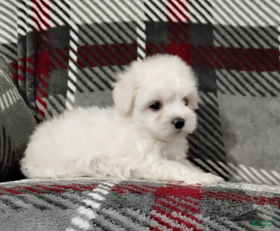 Maltese dogs for sale: Diego - Ad 6