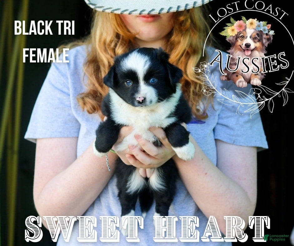 Miniature Australian Shepherd dogs Sweetheart - Ad 9