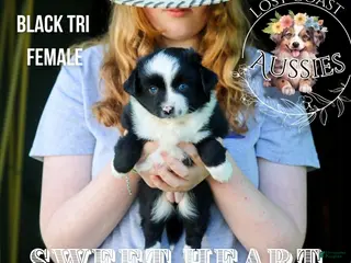 Miniature Australian Shepherd dogs Sweetheart - Ad 9