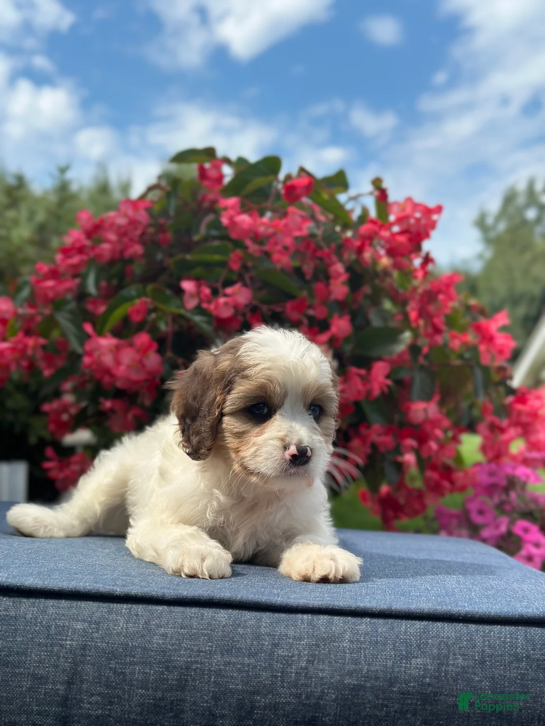 Cavapoo dogs for sale: Finn - Ad 2