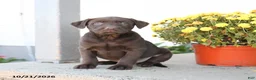 Labrador Retriever dogs for sale: Lewis - Ad 1