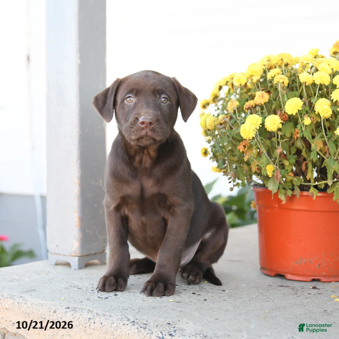 Labrador Retriever dogs for sale: Lewis - Ad 1